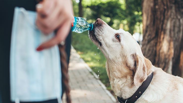 How to Keep Dogs Hydrated in Summer  