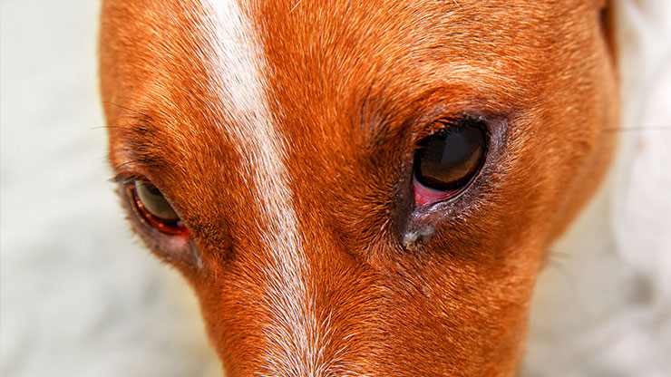 Treating Dog Eye Infections Symptoms Causes And Prevention