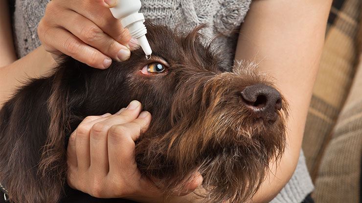 Treating Dog Eye Infections