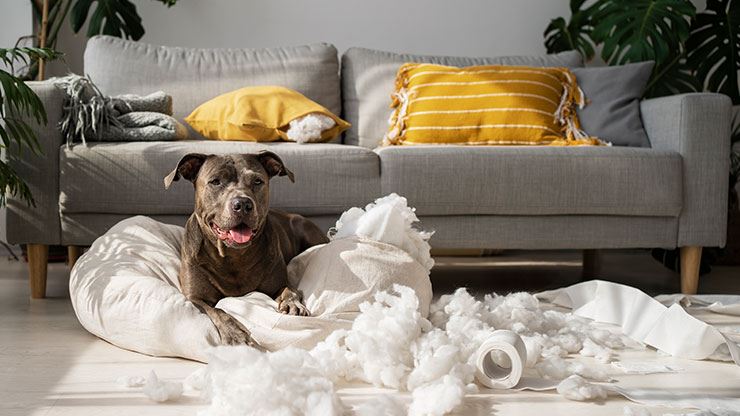 How to Prevent Boredom (and Mischief) in Your Dog