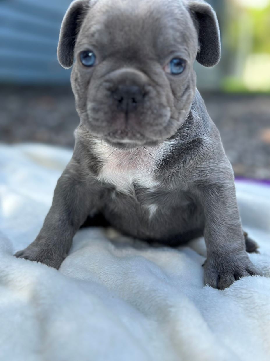 French bulldog grey with blue sale eyes for sale