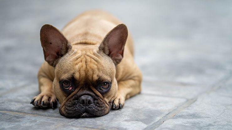 Signs Of A Stressed Dog And How To Reduce It