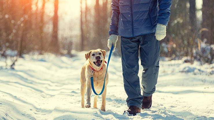 How To Prepare Your Dog For Winter