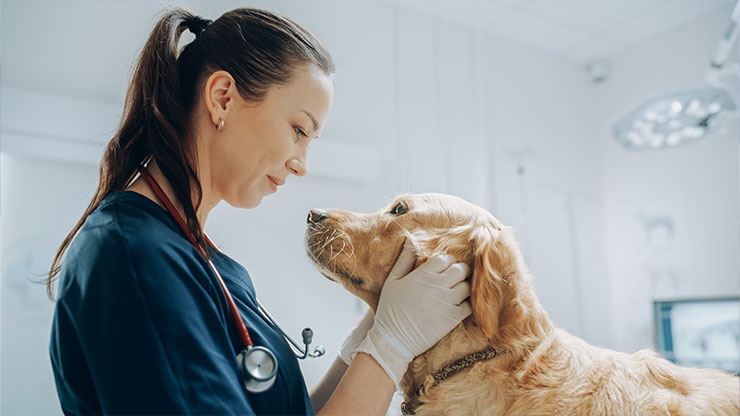 The Significance Of Regular Veterinary Check Ups For Dogs