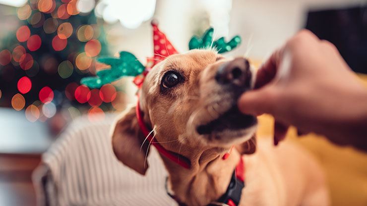 Holiday Fun Festive Recipes For Your Furry Friends