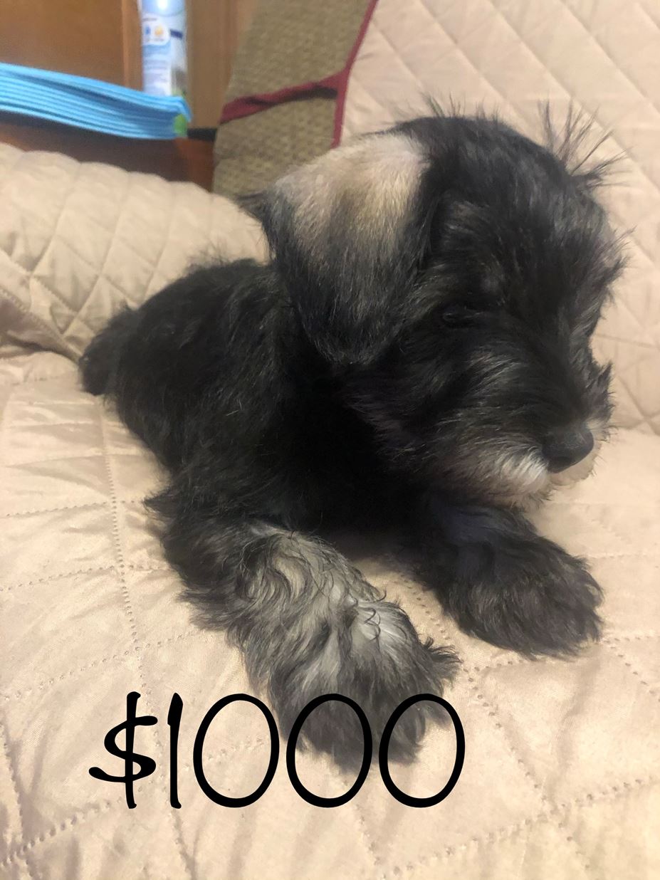 Ckc miniature store schnauzer for sale