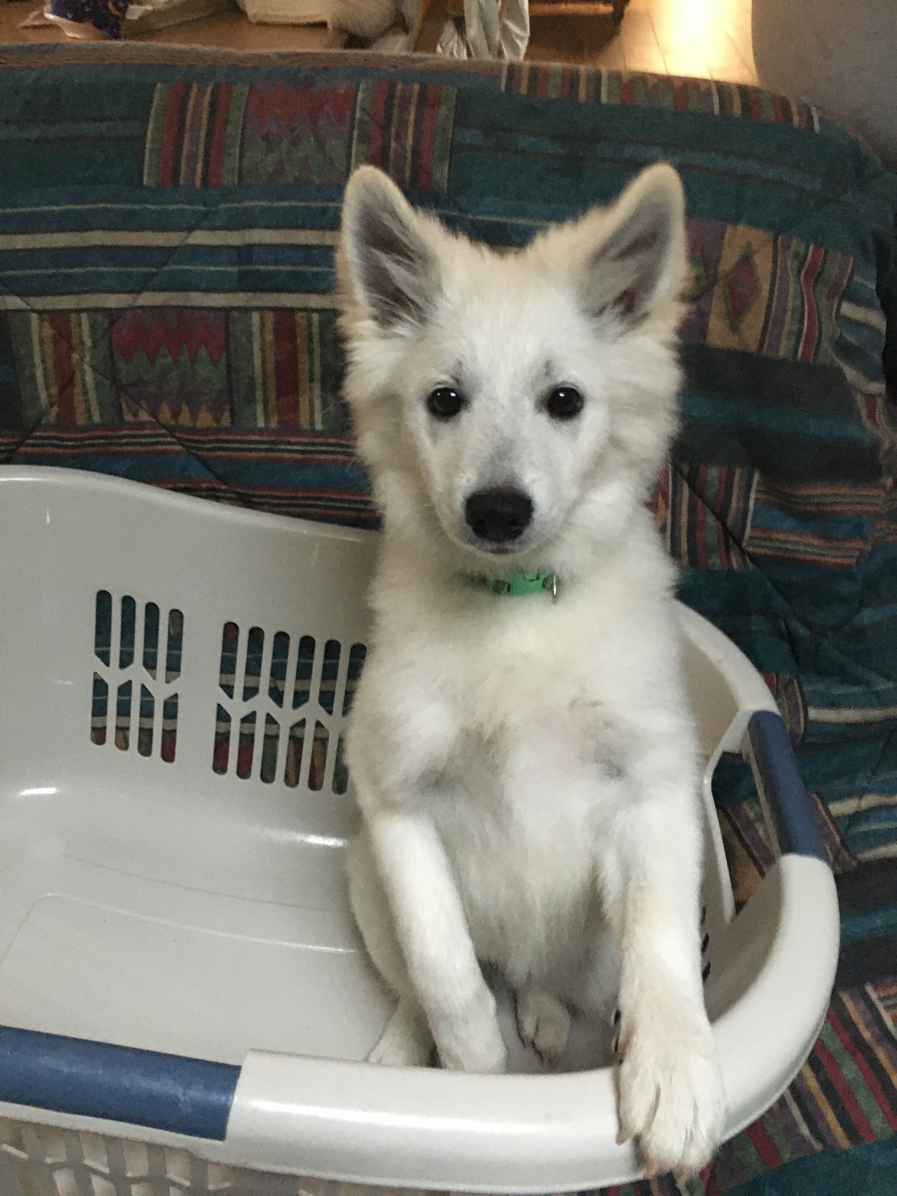 American eskimo best sale mix puppies