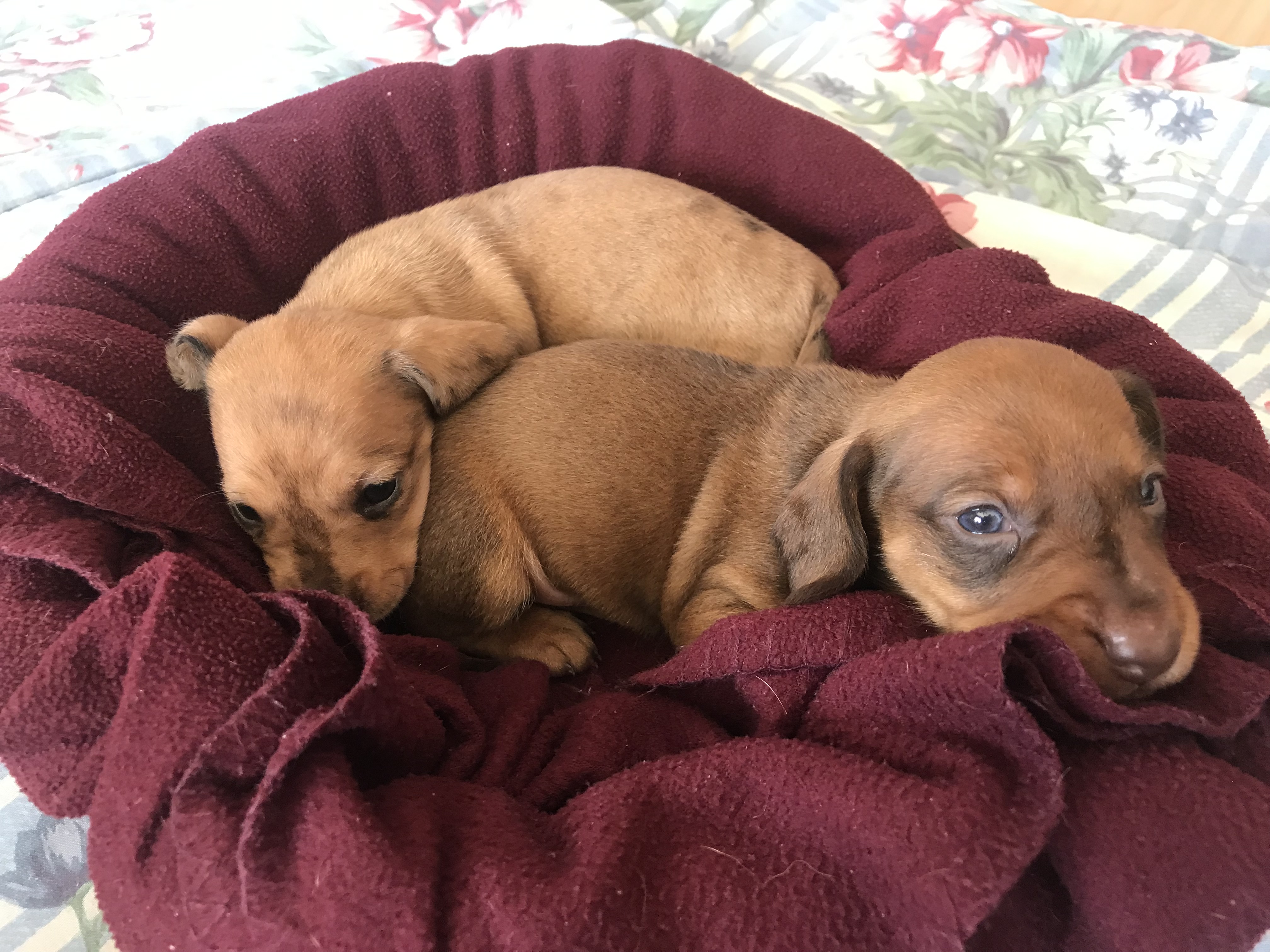 Weiner dogs for outlet sale near me