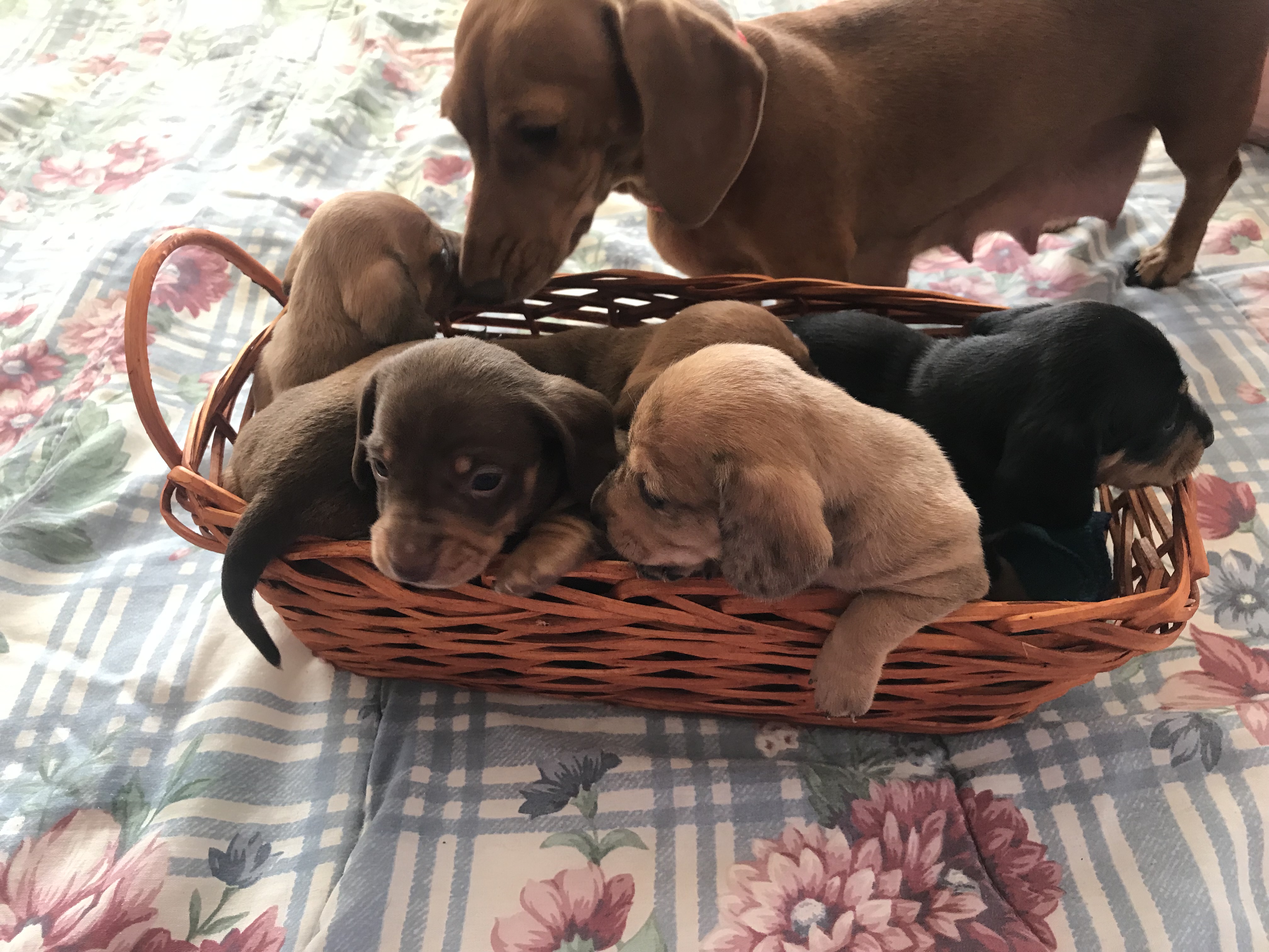 Ckc dachshund sale