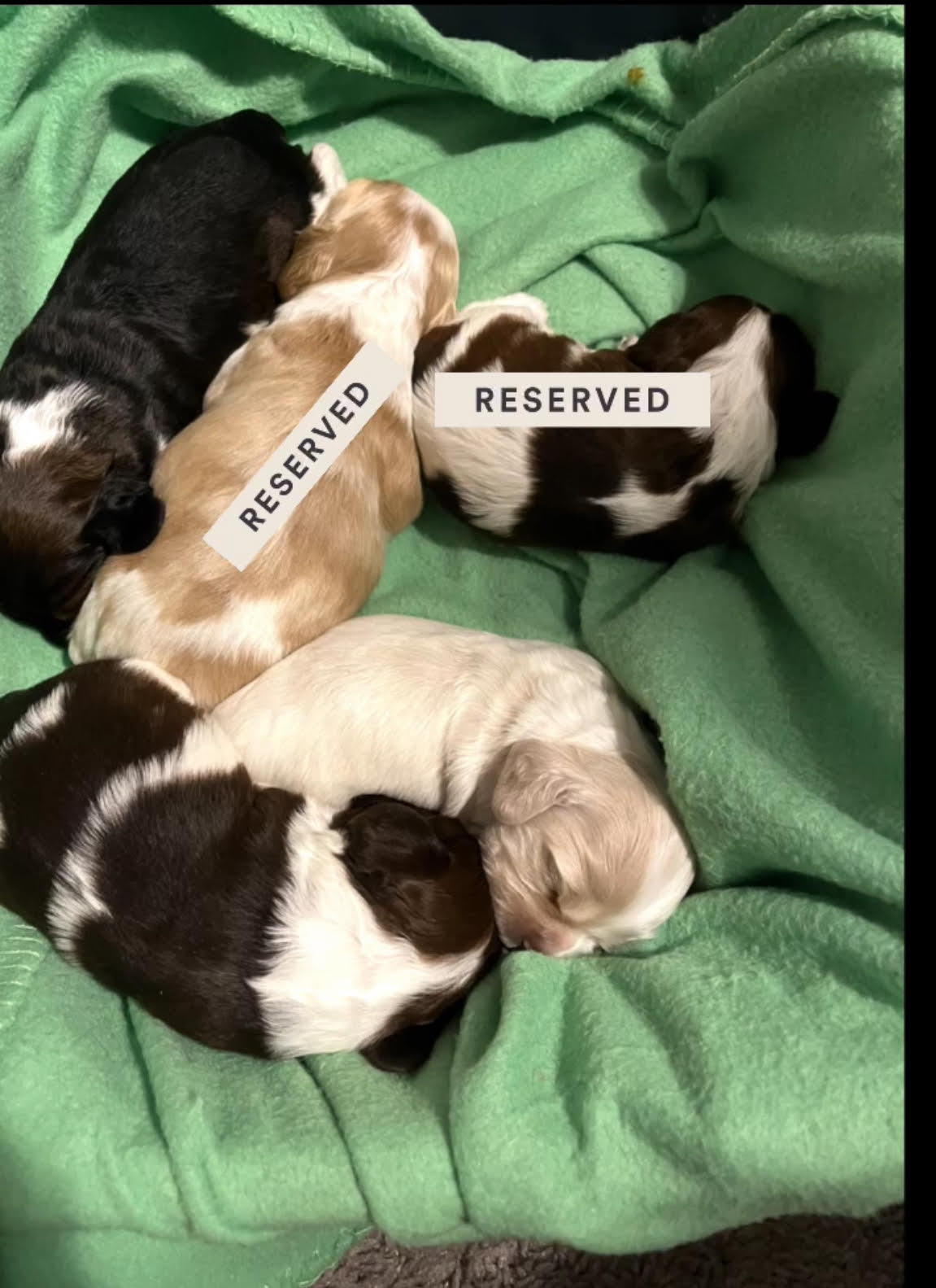 Ckc cocker spaniel 2025 puppies for sale