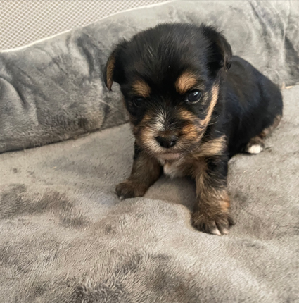 Ckc yorkie puppies cheap for sale