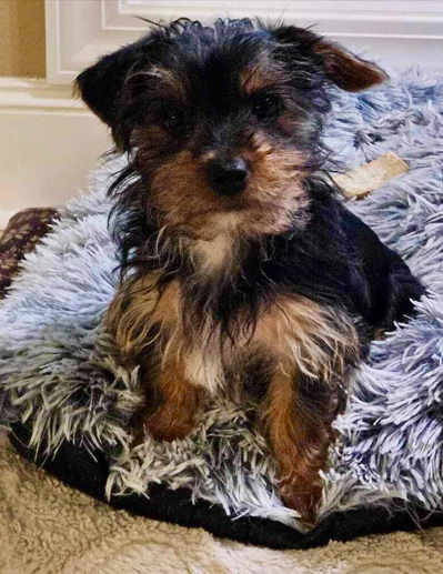 Ckc hot sale registered yorkie