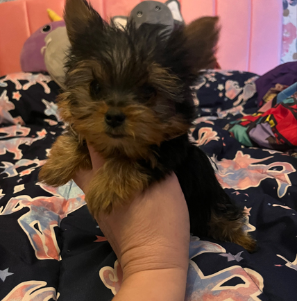 Ckc sales yorkie breeders