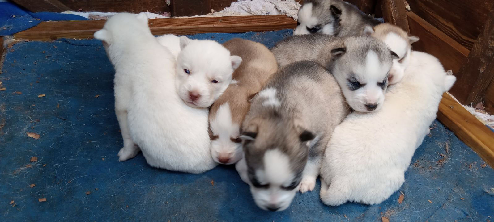 Ckc siberian husky cheap puppies for sale