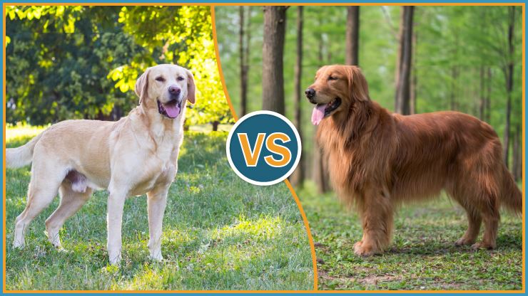 Golden Vs Labrador Breed VS Breed