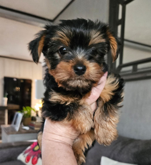 Ckc hot sale registered yorkie