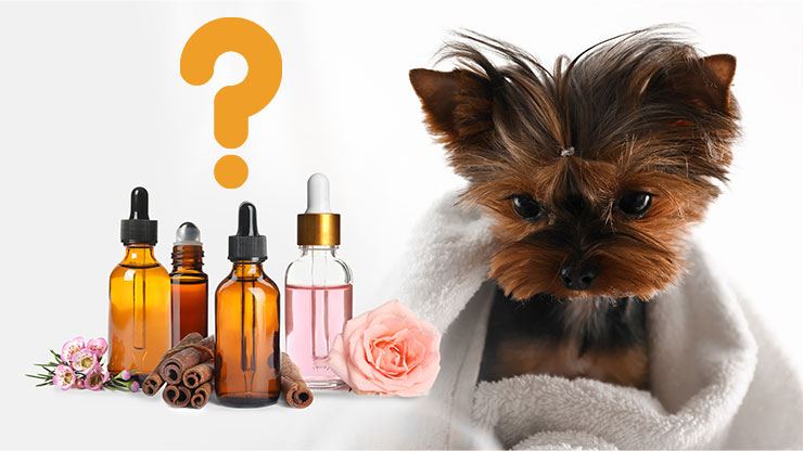 Why Essential Oils Spell Trouble For Your Dog