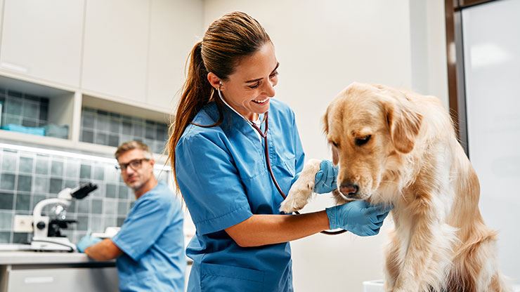 Role Of Veterinarians In Preventing And Treating Dog Diseases
