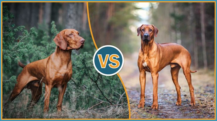 Rhodesian Ridgeback Vs Vizsla