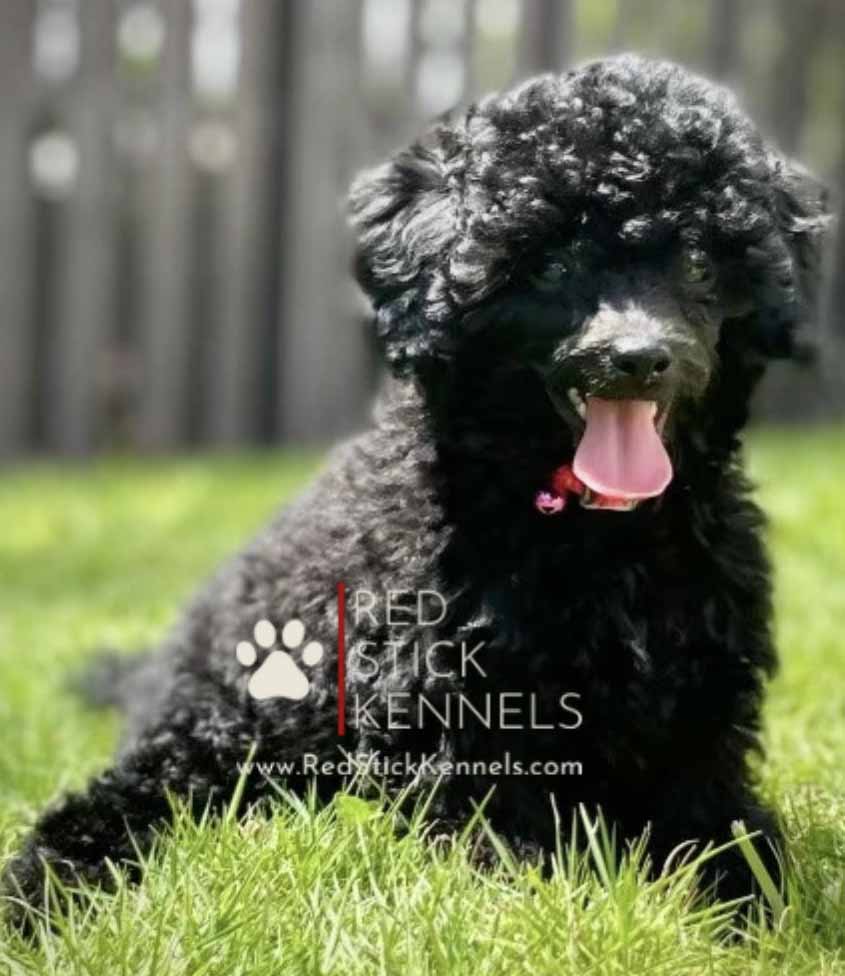 CKC Registered Poodle Cocker spaniel Golden doodle Cav a poo Cock a poo puppies for sale Baton Rouge LA