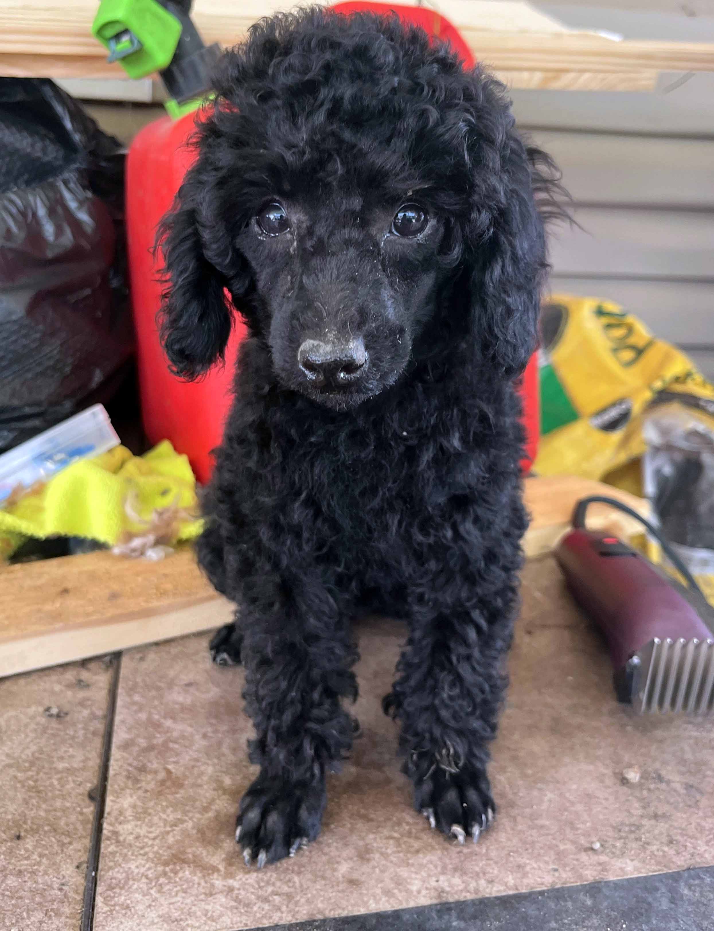 Ckc standard poodle puppies for sale best sale