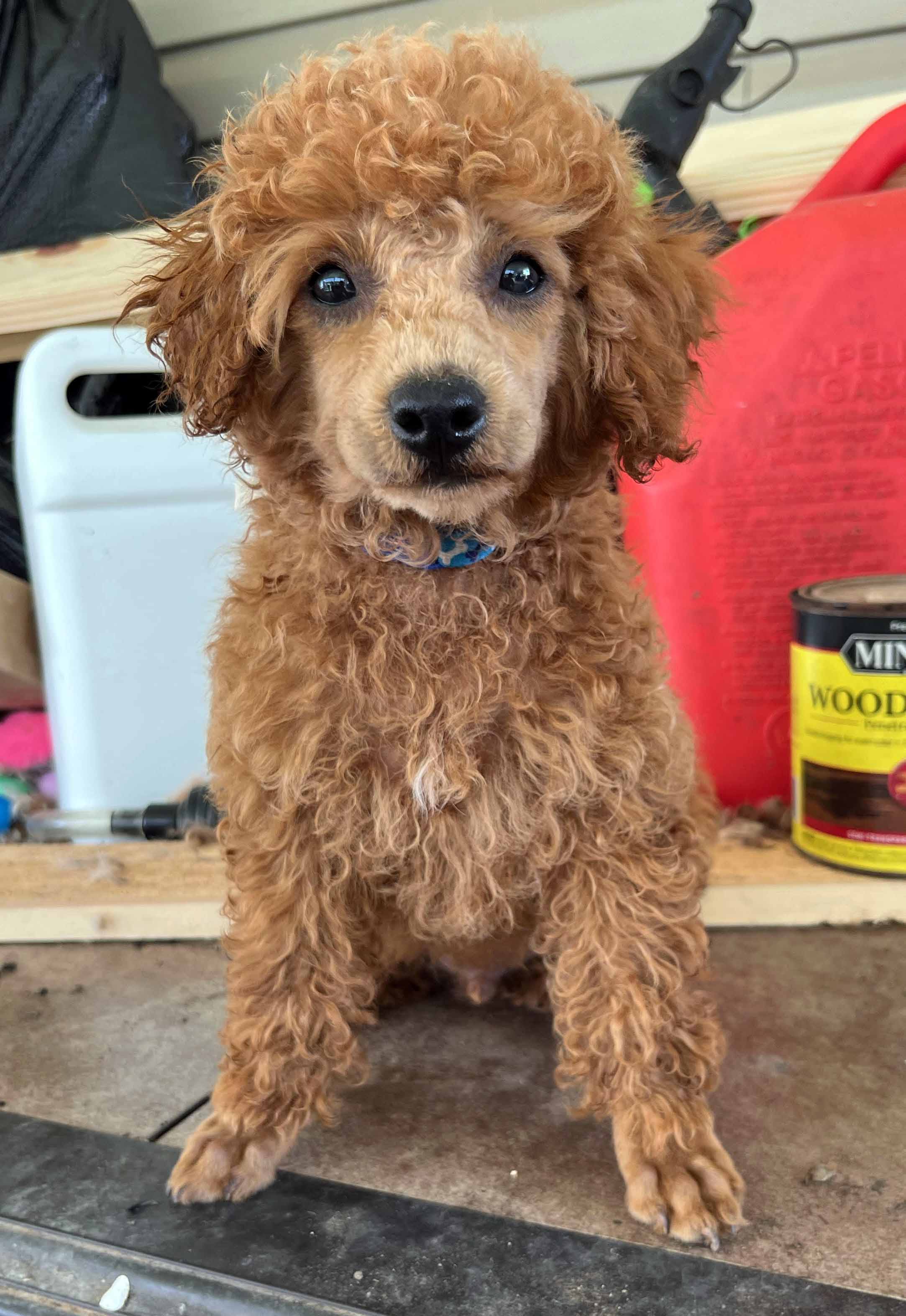 CKC Registered Toy Miniature Poodle puppies for sale Houma LA