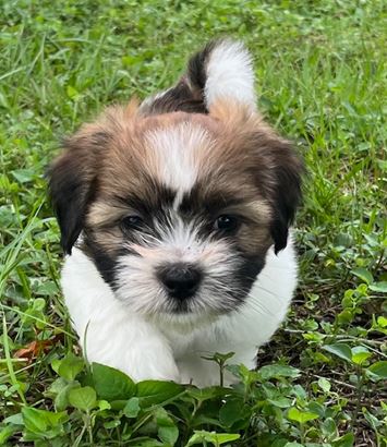 Puppy Image