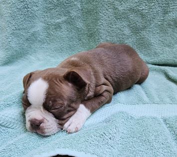 CKC Registered Boston Terrier puppies for sale - Acworth, GA