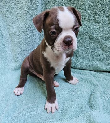 CKC Registered Boston Terrier puppies for sale - Acworth, GA