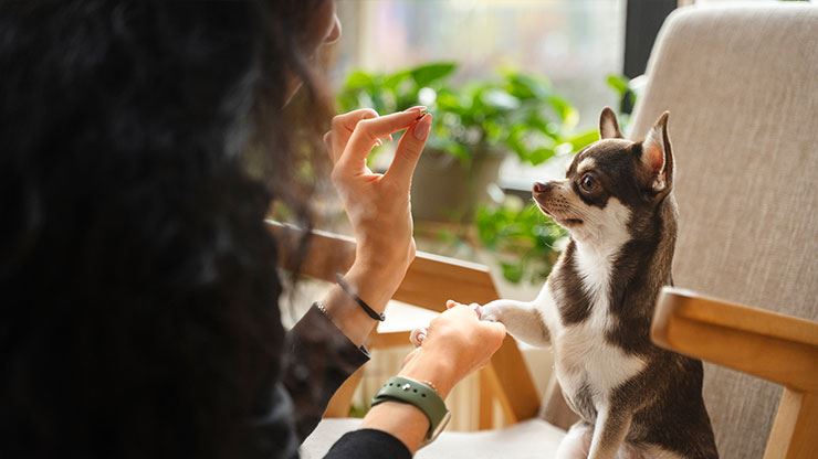 Guide To The Most Popular Dog Treats In 2024