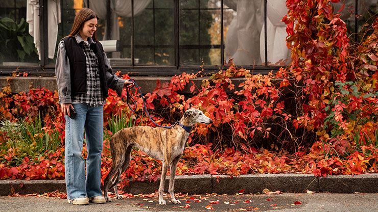 Training A Sighthound