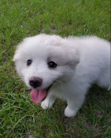 Puppy Image