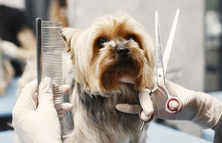 Woman Shears Dog Dog Sitting Couch Breed Yorkshire Terrier V2