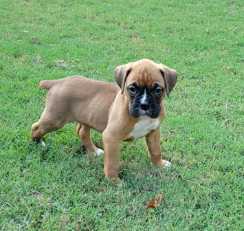 Ckc boxer puppies best sale