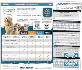 Kennel club registered puppies best sale