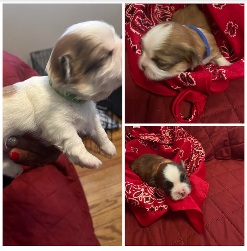 Ckc registered shops shih tzu puppies for