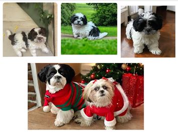 Ckc registered shops shih tzu puppies for