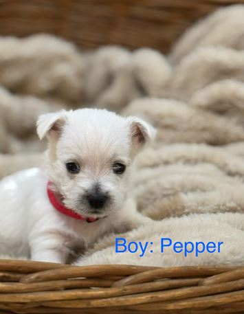 Puppy Image