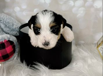 Puppy Image