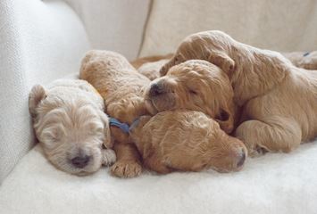 Puppy Image