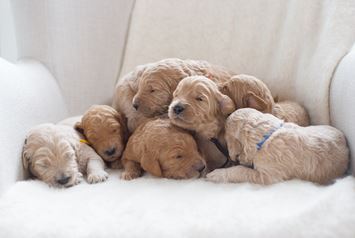 Puppy Image