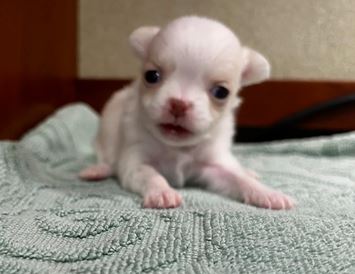 Puppy Image