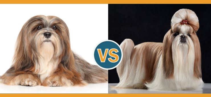 Shih Tzu Vs. Lhasa Apso