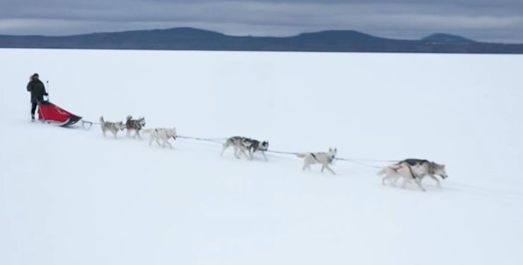 Seppala Sled Team