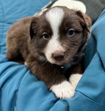 Puppy Image