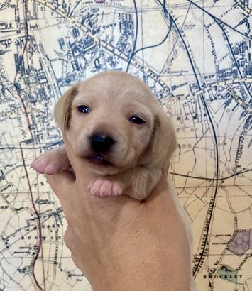 Puppy Image