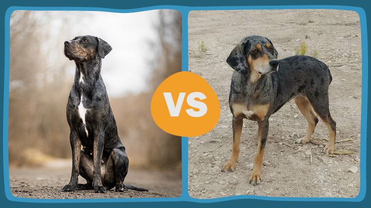 BC Catahoula Leopard Dog Vs. American Leopard Hound