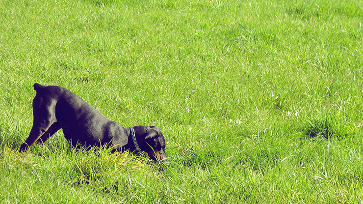 how-to-curb-digging-behavior-in-dogs.png