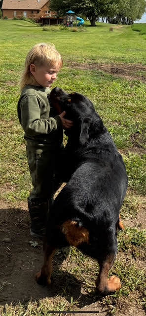 Rottweiler 21244945