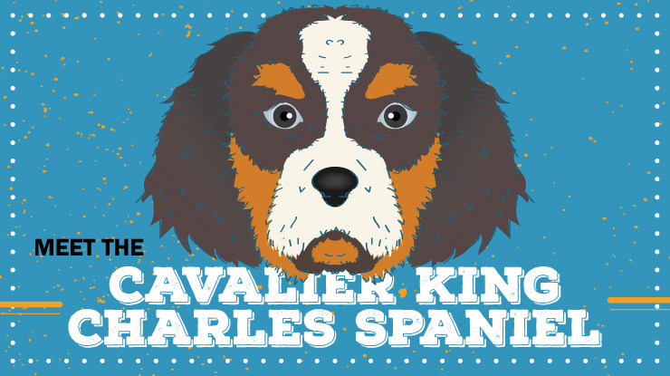 breed-profile_cavalier_king_charles_spaniel-preview.jpg